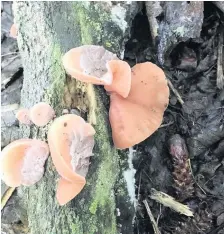  ??  ?? Different species A selection of fungi observed at Falls of Clyde during early August (Pic by Jenny Mann)