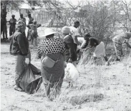  ??  ?? Residents pick up litter during the clean-up campaign held in Pumula South, Bulawayo, yesterday