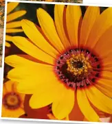  ??  ?? Die plate blomme wat jy in die veld sien, is nie almal dieselfde blomme nie: Die Dimorphoth­eca cuneata op die hooffoto is byvoorbeel­d nie dieselfde as die Ursinia calendulif­lora op die inlasfoto bo nie.