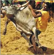  ?? EPA ?? A man attempts to catch a bull during the bull-taming festival of Jallikattu at Devanapuri village, 500km south of Chennai, yesterday. This sport is a part of the harvest festival Pongal.