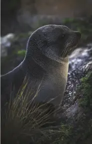  ??  ?? THIS PAGE a fur seal pup from the colony near Admiral’s Arch. The coastal walk and guided visit to the Remarkable Rocks are part of the Southern Ocean Lodge’s signature tour, Wonders of KI. OPPOSITE PAGE Southern Ocean Lodge from above.