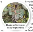  ??  ?? Bugle offsets are easy to plant up