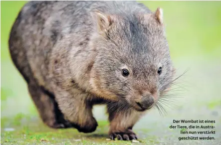  ?? ?? Der Wombat ist eines der Tiere, die in Australien nun verstärkt geschützt werden.