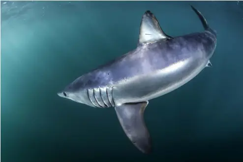  ?? IMAGES: Joe Romeiro ?? OPPOSITE PAGE: A mako approaches the camera like a torpedo ABOVE: The mako shark is not only the fastest shark; it
can jump 10 metres in the air
