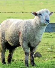  ??  ?? The sheepmeat levy will increase by 10 cents to 70 cents a head from October 1.