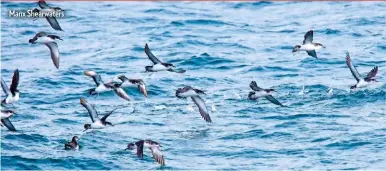  ??  ?? Manx Shearwater­s