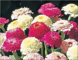  ?? [NATIONAL GARDEN BUREAU] ?? A blend of Zinderella zinnias offers flowers in delicious shades of cream, pink and rose.