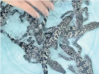  ??  ?? TAKING A DIP: Siamese baby crocodiles swim in a bin at the Koh Kong Reptile Conservati­on Center. Most of the 400 or so Siamese crocodiles in the world live in Cambodia.