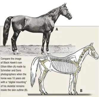  ??  ?? Compare the image of Black Hawk’s son Ethan Allen (A) made by Schreiber and Sons photograph­ers when the horse was 10 years old with a “digital mounting” of his skeletal remains inside the skin outline (B). A B