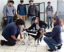  ?? ESPECIAL ?? “Trapito”, perdió la movilidad de sus patas traseras.