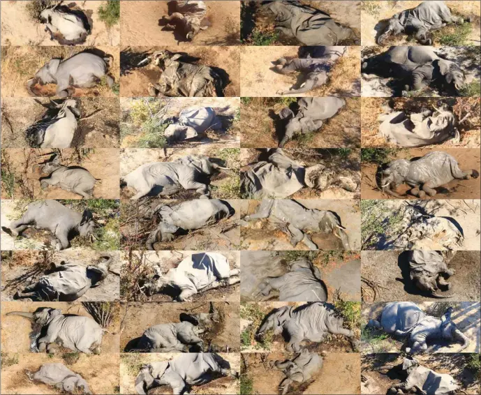  ??  ?? Death in the Delta: Some of the dead elephants spotted by researcher­s
