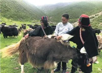  ?? PALDEN NYIMA / CHINA DAILY ?? Two herders in a husbandry cooperativ­e in Nang county learn cattle care knowledge from a technician (center) during an onsite training class.