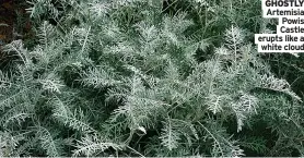  ?? ?? Artemisia Powis Castle erupts like a white cloud