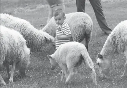  ?? RYAN REMIORZ, THE CANADIAN PRESS ?? Julian Bejerman, 2, gets a close look at some sheep Wednesday in Montreal. The sheep act as eco-friendly lawn mowers.