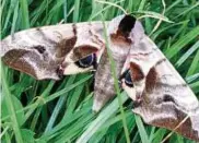  ??  ?? Dieses wunderschö­ne Abendpfaue­nauge fotografie­rte Beatrice Böhm aus Pößneck.