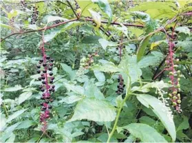  ?? ELLEN NIBALI/FOR THE BALTIMORE SUN ?? Poke weed, which reaches 3 to 8 feet tall, with red stems and lustrous purple berries, is toxic unless properly prepared.