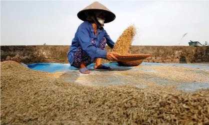  ??  ?? Vietnam, the third biggest rice exporter, has suspended contracts in the wake of the crisis. Photograph: Nguyen Huy Kham/Reuters