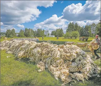  ??  ?? Sheep wool is piled up during a sheep shearing in Usingen. “You can’t get rid of it,” farmer Volker Schuhmache­r says. “I still have last year’s wool.”