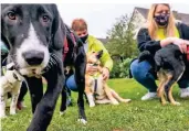  ?? FOTO: SALZBURG ?? Abu (vorn) stiehlt Gudrun Schlösser, Petra Strauch und Lisa Theißen (v.l.) ein wenig die Show. Der Verein sucht nach noch mehr Pflegestel­len für Hunde, wie hier in Dormagen-Delrath.