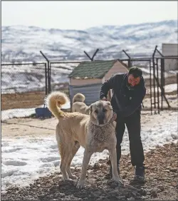  ??  ?? Yildiz leads a dog at his farm in Turkey.