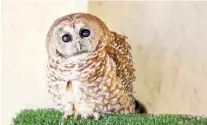  ?? GABRIELA CAMPOS/THE NEW MEXICAN ?? Manchado, a Mexican spotted owl, on his perch Thursday at the New Mexico Wildlife Center in Española. He has been at the center since 1998, when he was found on a highway in south-central New Mexico.