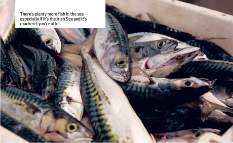  ??  ?? There’s plenty more fish in the sea – especially if it’s the Irish Sea and it’s mackerel you’re after.