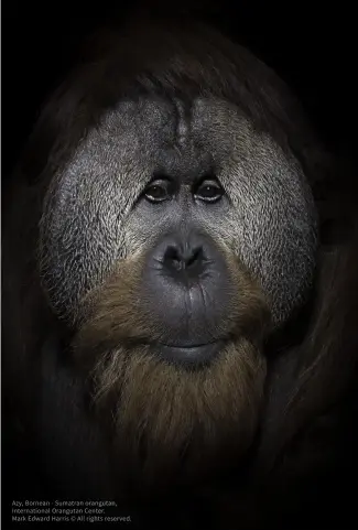  ?? ?? Azy, Bornean - Sumatran orangutan, Internatio­nal Orangutan Center.
Mark Edward Harris © All rights reserved.