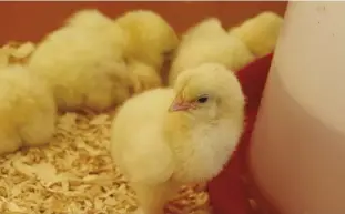  ??  ?? Change your baby chicks water twice daily to reduce fecal, food or bedding contaminat­ion in the brooder setup.