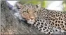  ??  ?? HUNTED: Permission has been given to shoot two leopards in KwaZulu-Natal.