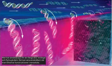  ??  ?? Man kan använda ljus för att fånga dna-strängar och flytta på dem. Det kan vara användbart när man tillverkar konstrukti­oner i nanoskala.