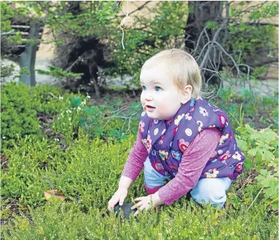  ?? Picture: Steven Brown ?? Sabiha Ricks, 2, discovers a rock hidden in the heather.