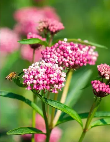  ?? Lucy Schaly/Post-Gazette ?? A bee buzzes around milkweed in Lyn Babcock’s garden in Mt. Lebanon in June.