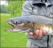  ??  ?? Pink salmon from River Ness