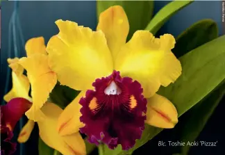  ??  ?? Blc. Toshie Aoki ‘Pizzaz’