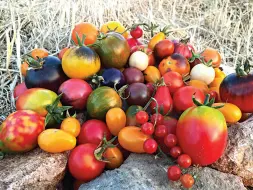  ??  ?? In alto alcune delle varietà di pomodori presenti a «pOrto Guaceto», a sinistra Torre Guaceto