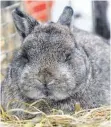  ?? FOTO: DPA ?? Ein Kaninchen der Rasse „Farbzwerge wildfarben“sitzt am auf der Messe in Leipzig in seinem Käfig.