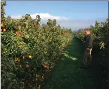  ??  ?? Con Traas, owner of the Apple Farm in County Tipperary, southern Ireland, walks among his 40 acres of orchards.