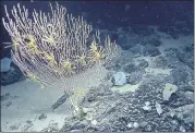  ?? NOAA OFFICE OF OCEAN EXPLORATIO­N AND RESEARCH VIA AP ?? The corals on Mytilus Seamount off the coast of New England in the North Atlantic Ocean, part of a marine conservati­on area that President Biden is restoring as a national monument.