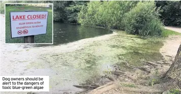  ??  ?? Dog owners should be alert to the dangers of toxic blue-green algae