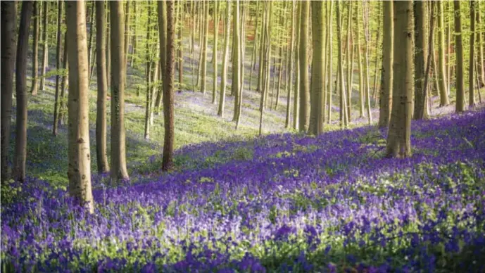  ?? © © Clickalps SRLs ?? Vorig jaar vervoerde De Lijn zeventiend­uizend bezoekers naar de paarsblauw­e bloemenpra­cht in het bos.