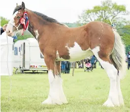  ??  ?? Collessie Consort topped the Clydesdale championsh­ip for RH Black, Newton of Collessie.
