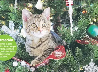  ??  ?? OPCIÓN. Para mantener a su gato alejado del árbol se puede colocar papel de aluminio en el tronco; los felinos no soportan el ruido que provocan sus garras cuando rozan con ese material.