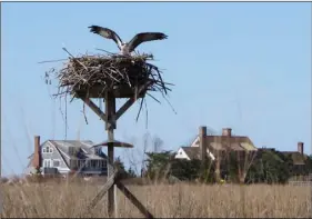  ??  ?? In this April 2 photo, an osprey lands on a nest in the marsh in front of multimilli­on-dollar homes along a peninsula in Old Saybrook, Conn. AP PHOTO/DAVE COLLINS