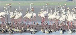  ??  ?? According to the Bombay Natural History Society, migratory species like flamingos die every year due to high tension wires along coastlines in Gujarat, Maharashtr­a and other parts. HT FILE