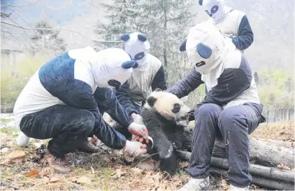  ?? PHOTO: TNS ?? Who are they kidding? . . . Wolong staff members dressed as pandas examine giant panda baby Xinnier at the Hetaoping field training base in Wolong, Sichuan Province.