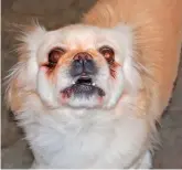  ??  ?? This male Pekingese is waiting for you.