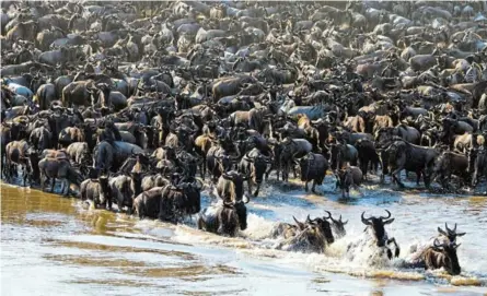  ?? /PHOTOS/123RF ?? The number of wildebeest crossing the Mara River during their migration is shrinking.