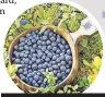 ?? ?? Thriving: Blueberrie­s are in abundance in summer