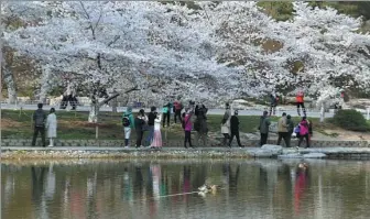  ?? ZOU HONG / CHINA DAILY ?? Visitors enjoy cherry blossoms as wild ducks swim in a lake at Yuyuantan Park in Beijing on Sunday.
