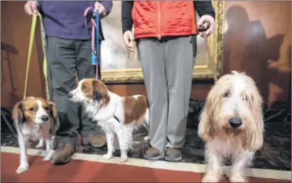  ?? CP PHOTO ?? Juno, right, a grand basset griffon Vendeen , and Nederlands­e kooikerhon­dje, Escher, left, and Rhett, center, are shown by their handlers during a news conference at the American Kennel Club headquarte­rs, Wednesday, Jan. 10, 2018, in New York.